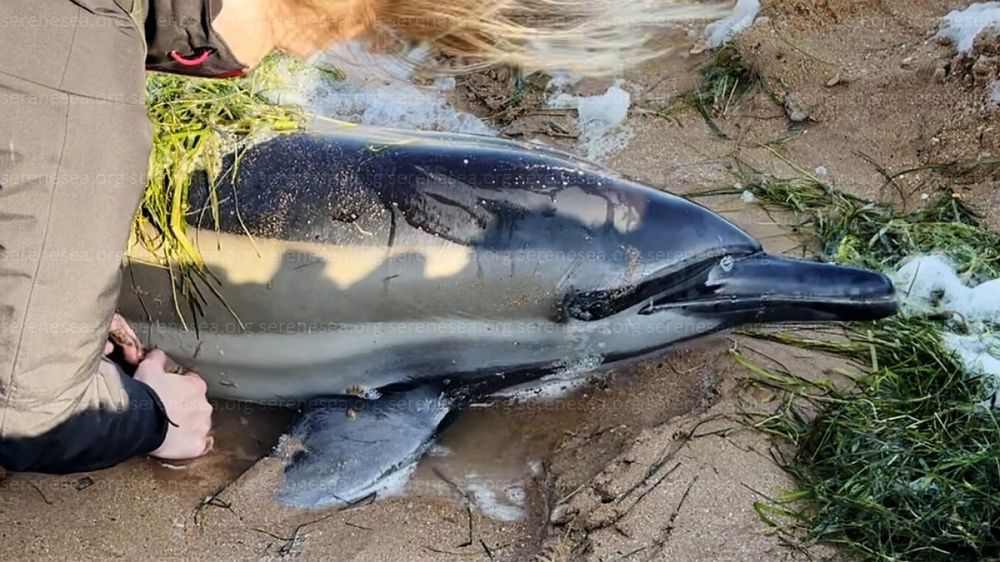 В Евпатории шторм выбросил на берег живого дельфина