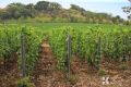 Крыму на закладку виноградников выделили 385 млн рублей