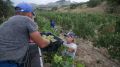 По оперативным данным Минсельхоза Крыма, валовой сбор винограда урожая 2021 года составит порядка 122 тысяч тонн