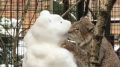 Самец рыси "подружился" со снеговиком - видео