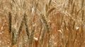 В Крым будут поставлять пшеницу из Донбасса