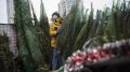 В Симферополе штрафуют за незаконную торговлю новогодними елками