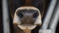 Не смешная проблема: придуман корм для коров, которые "портят воздух"