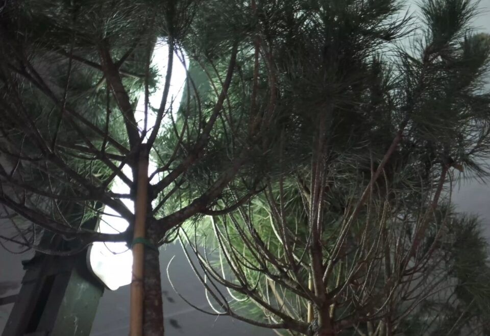 Анонимный меценат подарил Ялте 39 саженцев экзотических деревьев