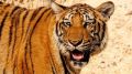 Укротить тигра, или Что нужно знать о "хозяине" 2022 года