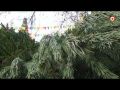 Эко-парк «Лукоморье» проводит акцию «Новогодней елке — вторую жизнь» (СЮЖЕТ)