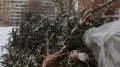 Как ваша новогодняя елка может помочь животным в Крыму