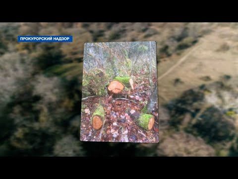 Прокуратура Севастополя возбудила ряд уголовных дел за вырубку краснокнижных деревьев