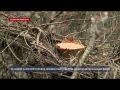 В Севастополе ищут спиливших 300 краснокнижных деревьев