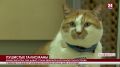 Пушистые талисманы. Как живут и чем занимаются известные коты Крыма?