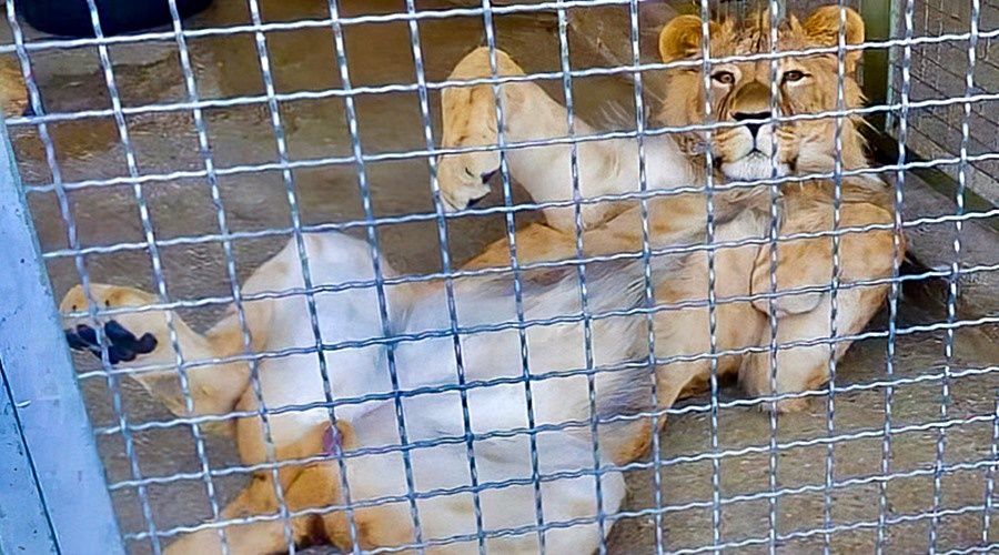 Зоопарк в Бахчисарайском парке миниатюр закрыли на реконструкцию