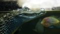 «Сдадим под пивной ларек»: крокодиляриум в Ялте рискует закрыться навсегда