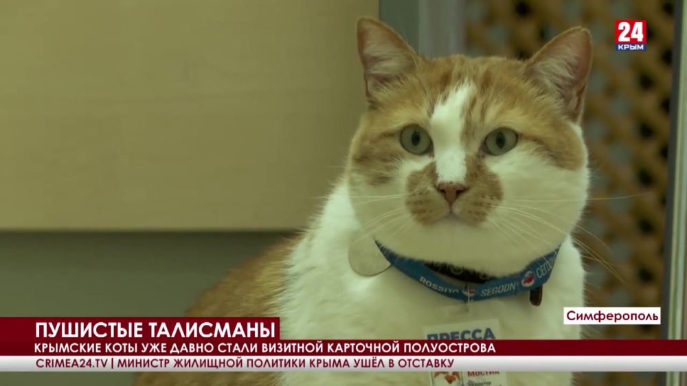 Пушистые талисманы. Как живут и чем занимаются известные коты Крыма? -  Лента новостей Крыма