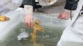 Правила безопасности при купаниях в проруби на Крещение Господне (Богоявление)