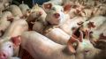 Специалистами ГБУ РК «Джанкойского районного ВЛПЦ» проведена плановая вакцинация свиней против Классической чумы свиней в ООО «Краснодольное» и ООО «Обрий» Джанкойского района