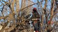 Сотрудники керченского зеленхоза продолжают большую работу по спилу и кронированию аварийных деревьев
