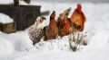 Госкомветеринарии Крыма информирует о необходимости соблюдения мер по профилактике гриппа птиц на территории Республики Крым