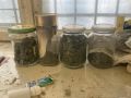 В Симферополе сотрудниками полиции задокументирован факт хранения наркосодержащего растения
