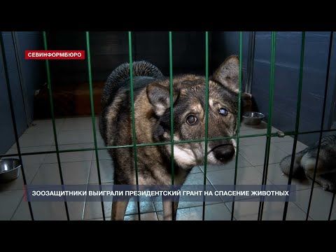 Президентский грант поможет спасти севастопольских животных, попавших в беду