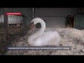 Зооволонтер из Крыма приютила и выходила истощенного лебедя
