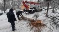 Сотрудники керченского зеленхоза продолжают работу по сносу аварийных деревьев и обрезке веток.