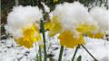 На Южном берегу Крыма под снегом цветут нарциссы: 5 атмосферных фото Никитского сада в января 2022