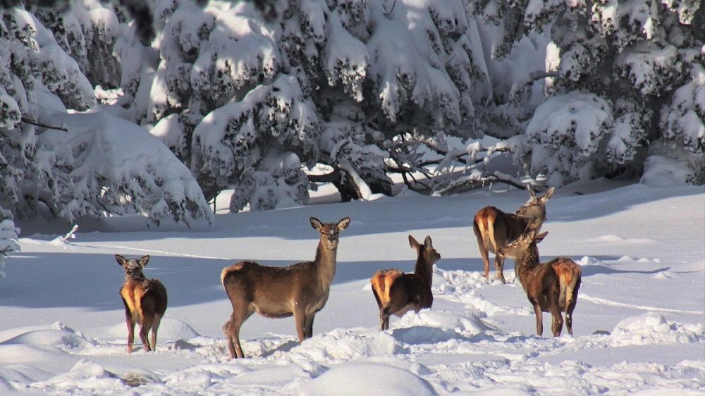 «Какие милахи»: соцсети взволновали фото оленей в заснеженных горах Крыма