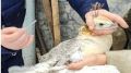 Специалисты ГБУ РК «Республиканский ВЛПЦ» провели плановую профилактическую вакцинацию птицы против болезни Ньюкасла вирусвакциной «ВЛАДИВАК-«ЛА-СОТА»