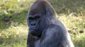Самая старая горилла в мире умерла, переболев COVID-19 год назад