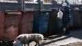 В Севастополе будут судить женщину, дочь которой искала еду в мусорных баках