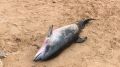 Под Севастополем нашли мертвого дельфина