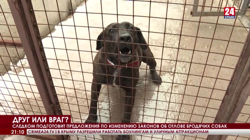 Следком России подготовит предложения по ужесточению законов об отлове бродячих собак