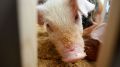 Немцы модифицируют свиней для пересадки их сердец людям