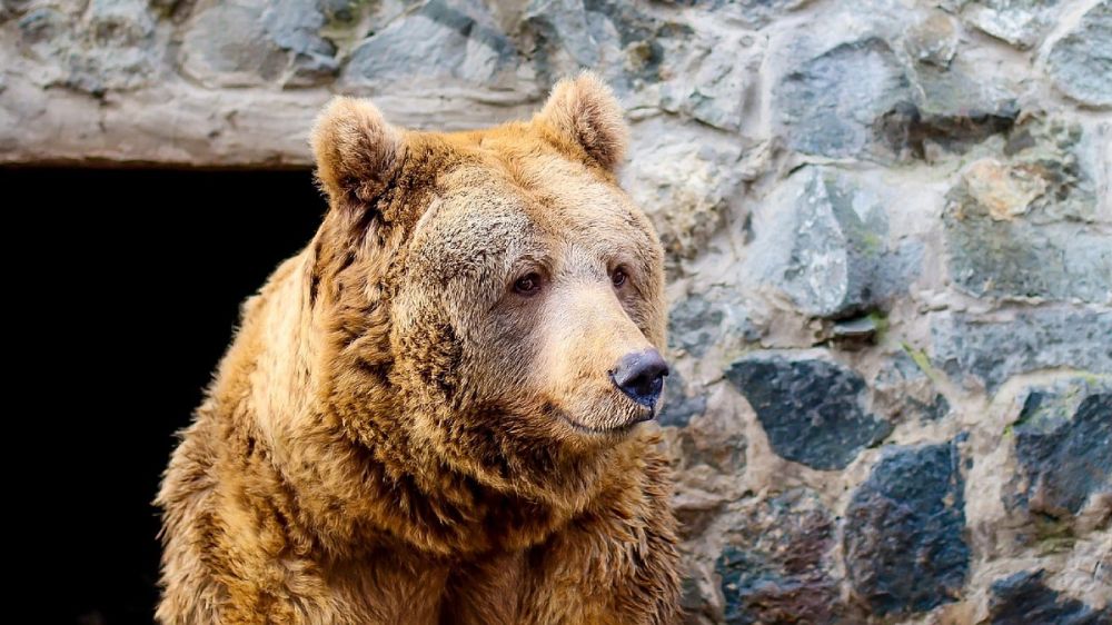 Медведи в Крыму зимой не спят: 5 февральских фото зооуголка в Симферополе