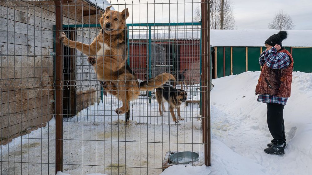 За год в Симферополе отловили более тысячи бездомных собак