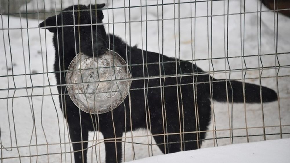 В Крыму за последние пять лет стерилизовали болле 45 тысяч животных