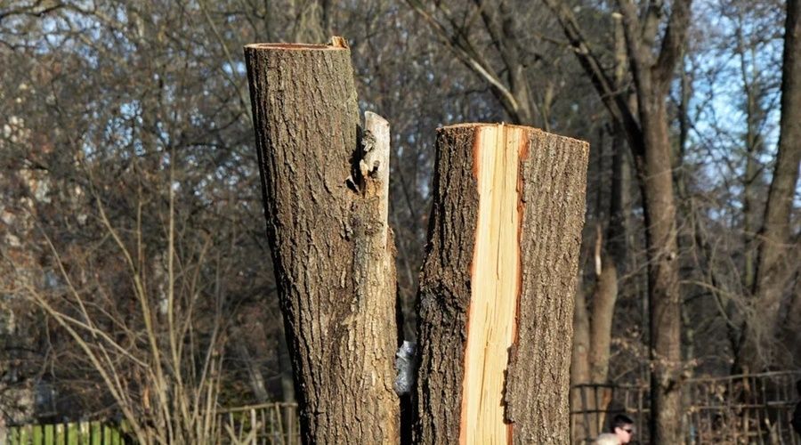 200 деревьев. Обрезка деревьев Симферополь. Состояние деревьев Крым. Высокие деревья Симферополя.