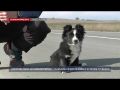 Настойчиво бежала за будущим хозяином: крымчанин приютил собаку во время пробежки