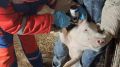 Специалистами ГБУ РК «Сакский районный ВЛПЦ» проведены мероприятия по профилактике классической чумы свиней на территории Сакского района