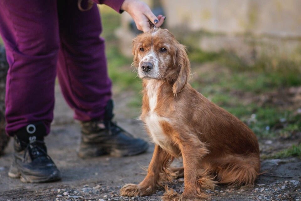 Породистые крым. Я четвертый собака порода. Собаки в Крыму породистые. Спасение животных на Донбассе. Породистые животные ищут дом в Крыму.