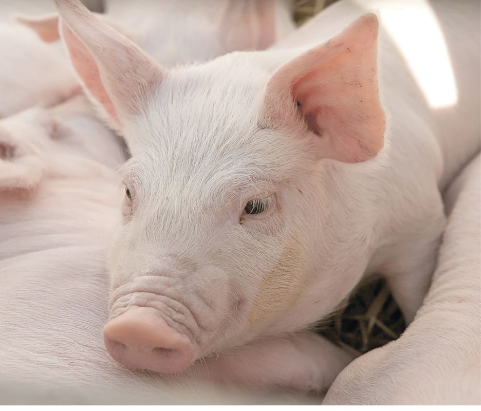 Свиньи возвращаются: в Симферопольском районе возобновила работу свиноферма