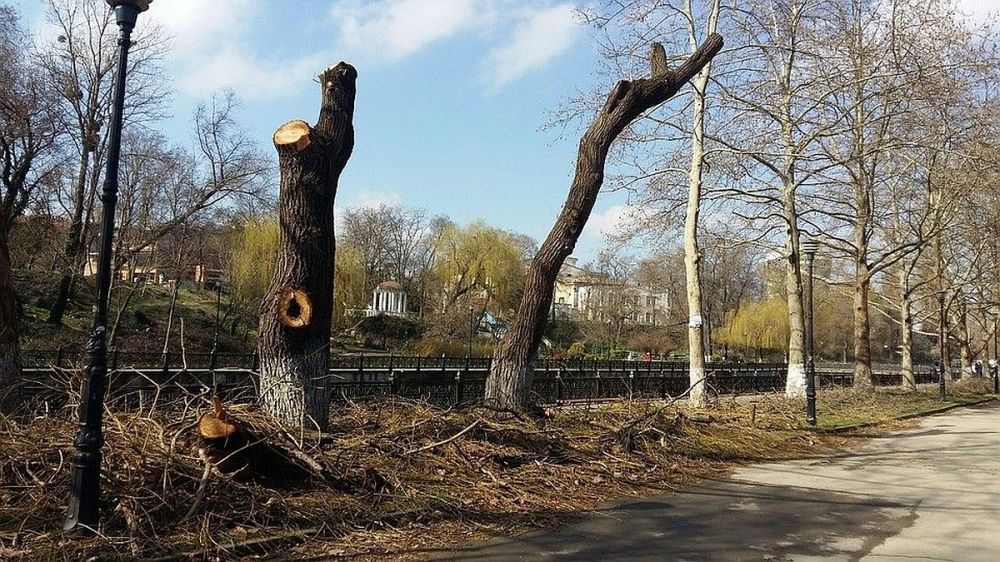 Деревья шли деревья шли. Деревья Симферополя. Обрезка деревьев Симферополь. Красивое дерево Симферополь. Симферополь обрезка деревьев центр.