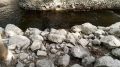 Почему на набережной Салгира в Симферополе пропали утки