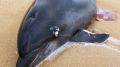 В Крыму выбросились на берег 17 дельфинов