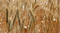Как неурожай зерна в Индии скажется на России – эксперт