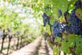 Крымские виноградари в текущем году получили 570 млн рублей субсидий