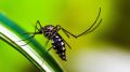 Эксперт назвал эффективные способы борьбы с комарами