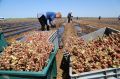 В этом году в Крыму заложат более тысячи гектаров виноградников