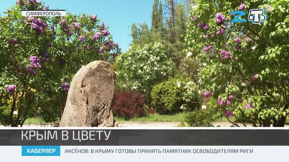 В Крыму пора цветения сирени и глицинии