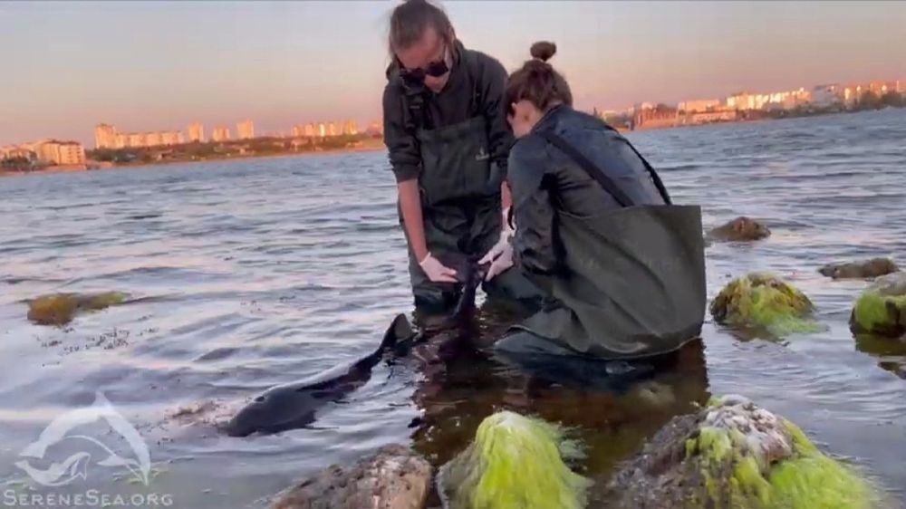 В Крыму на берег выбросились 282 дельфинов